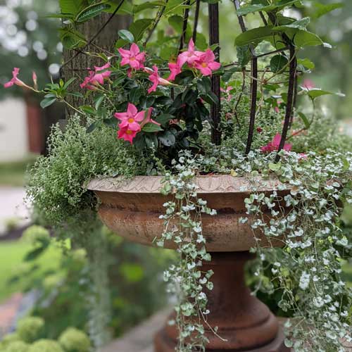 landscaping.5